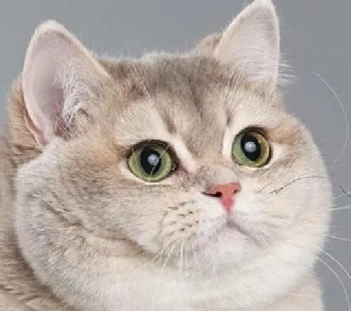 Heavy Breathing Cat meme template