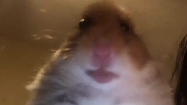 Staring Hamster blank meme template