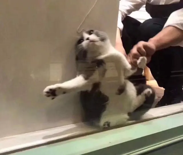 Cat stuck in window blank meme template
