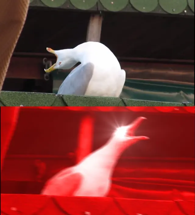 Screaming bird blank meme template