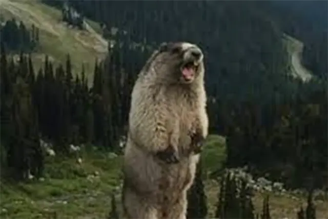 Screaming Marmot blank meme template