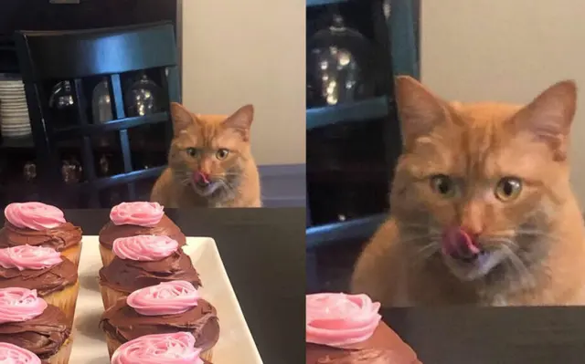 Cat licks sweets blank meme template