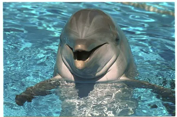 Dolphins are smarter than people blank meme template