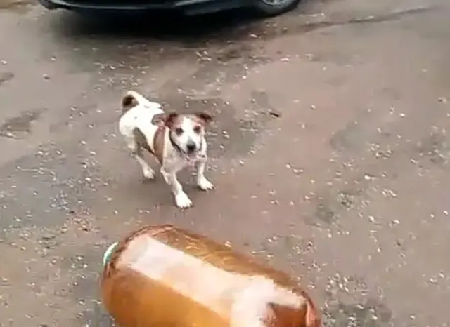 Dog and keg blank meme template