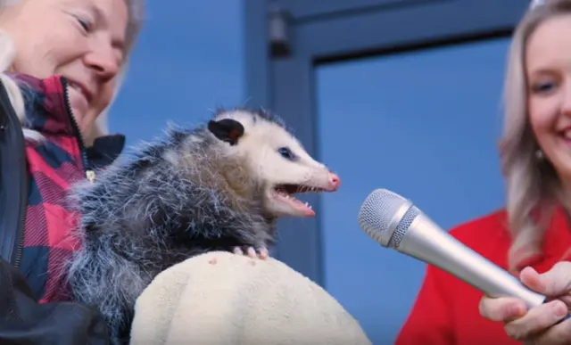 Possum gives interview blank meme template