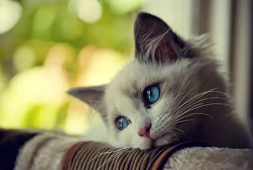 First World Problems Cat blank meme template