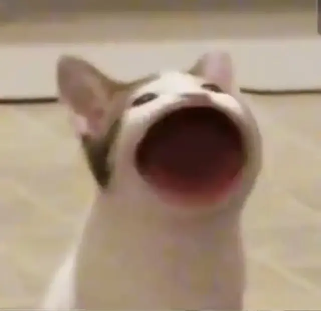 Pop Cat blank meme template