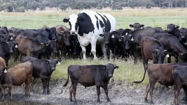 Knickers The Cow blank meme template