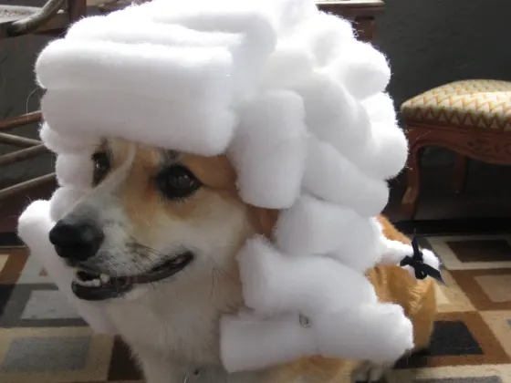 Dog in a white wig blank meme template