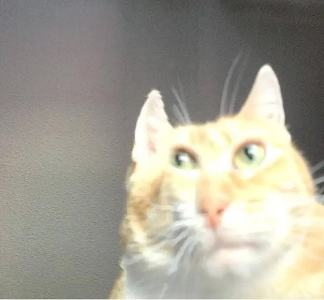 I mean blank meme template