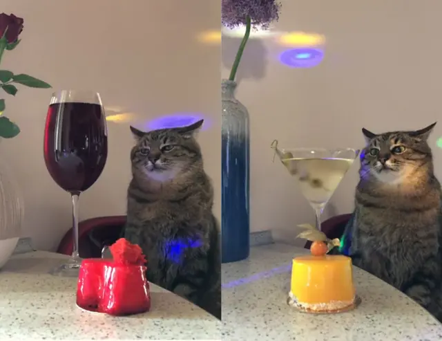 Stepan the Cat blank meme template