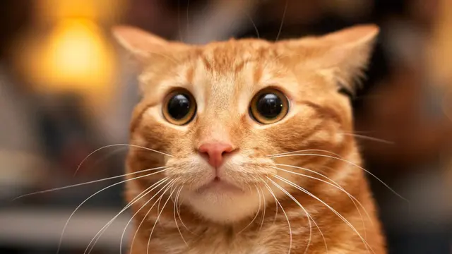 Учёные раскрыли секрет: кот