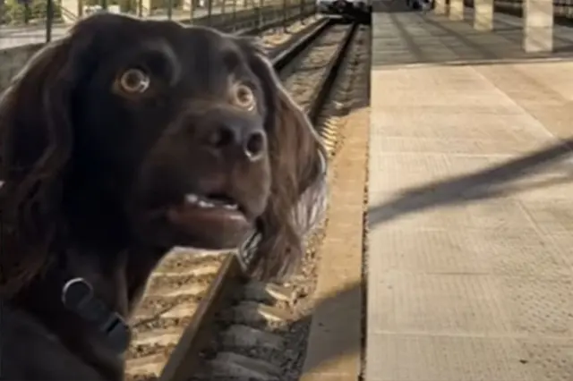 I’m listening dog blank meme template