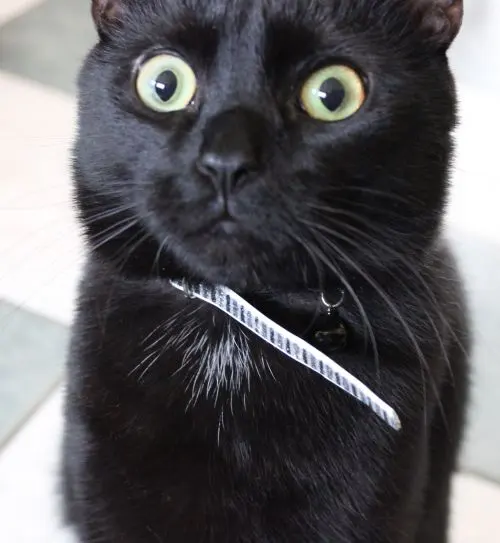 Woah Kitty blank meme template
