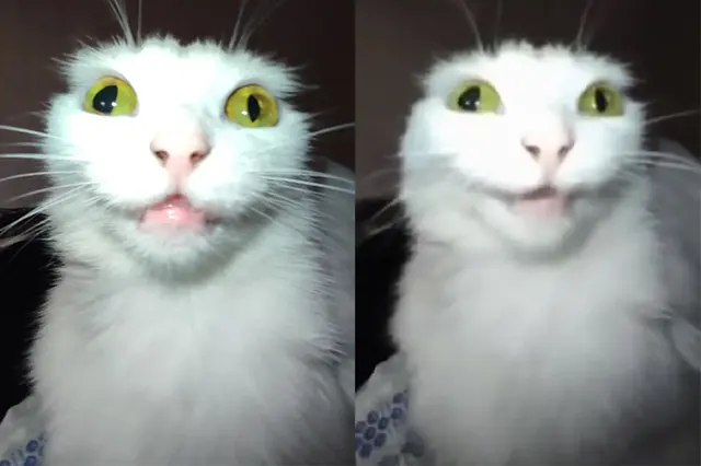 White cat speaks blank meme template