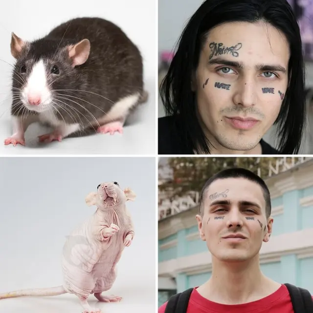 Face – rat meme template