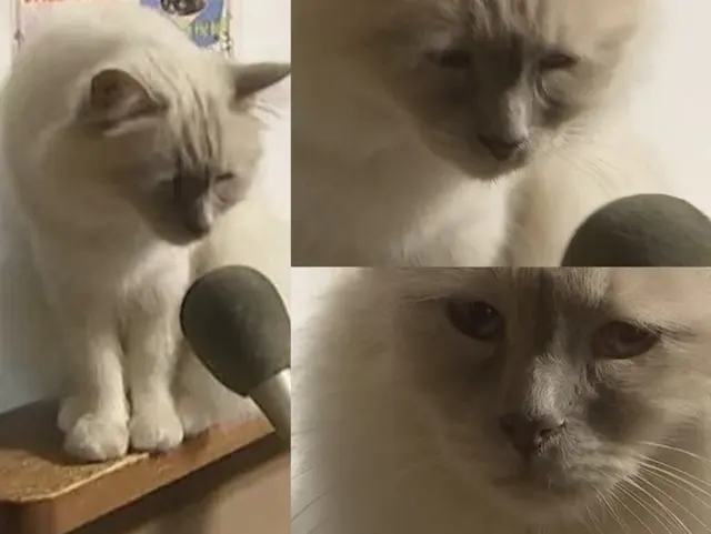 Interview with a sad cat blank meme template