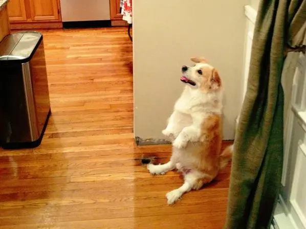 Copying Dog blank meme template