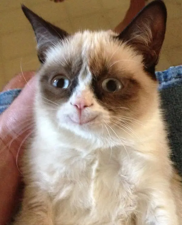 Grumpy Cat Happy blank meme template