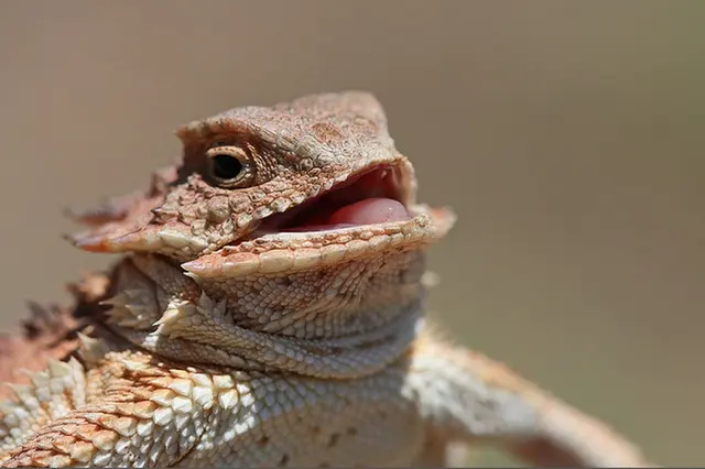 Laughing Lizard blank meme template