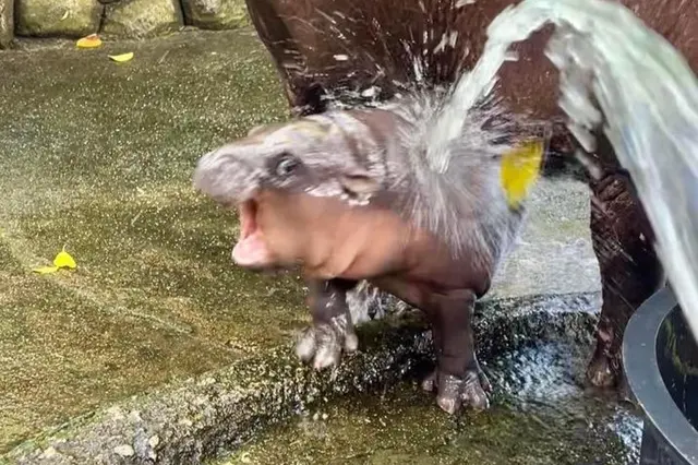 Hippo Mu Deng blank meme template