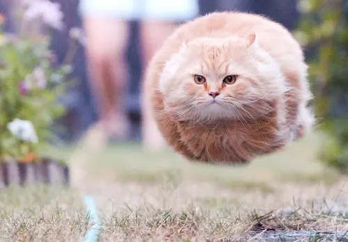 Bullet Cat blank meme template
