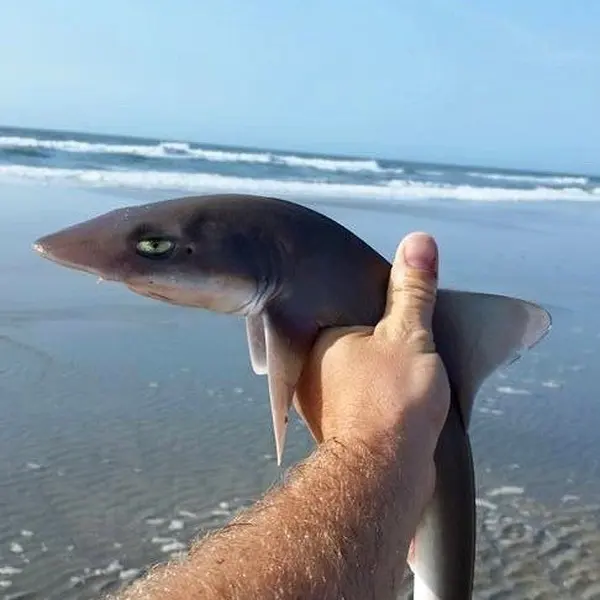 This is Bull, Shark blank meme template