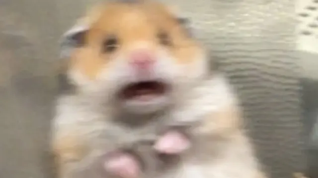Scared Hamster blank meme template