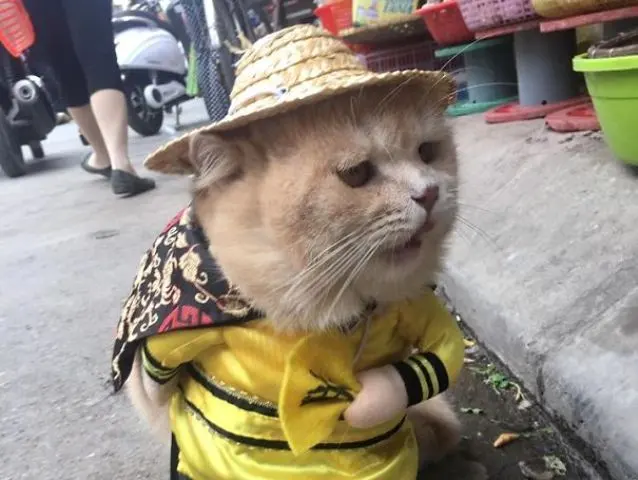 Cat in a yellow raincoat blank meme template