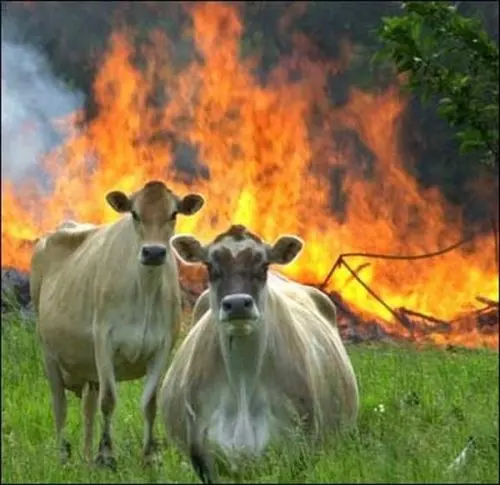 Evil Cows blank meme template