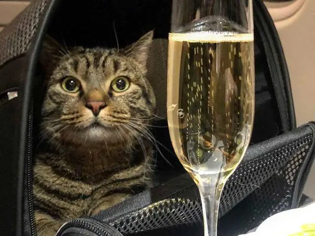 Fat cat Victor against Aeroflot blank meme template