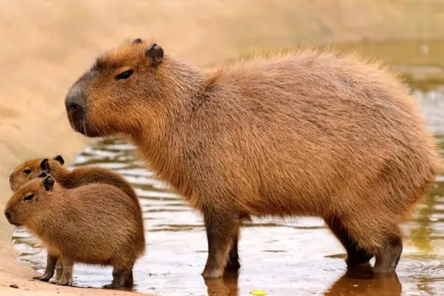Capybara, kakibara, capybara blank meme template