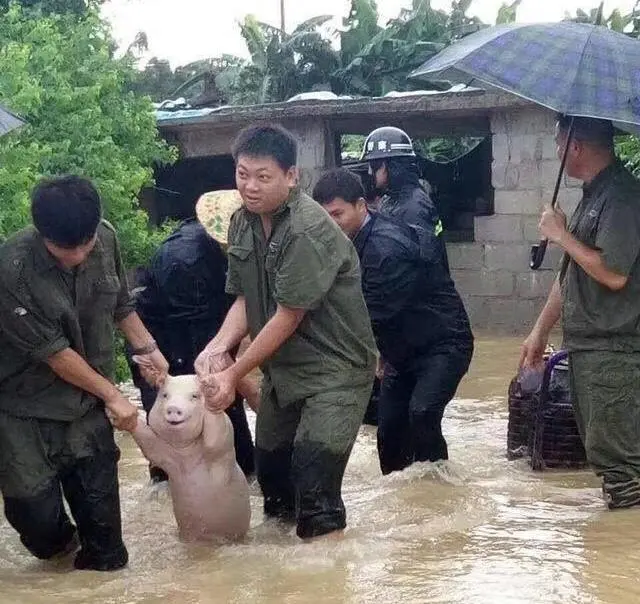 Pig rescued during a flood blank meme template