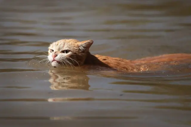 Angry cat escapes from the flood blank meme template