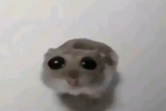 Sad hamster blank meme template