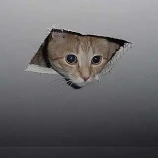 Ceiling Cat blank meme template