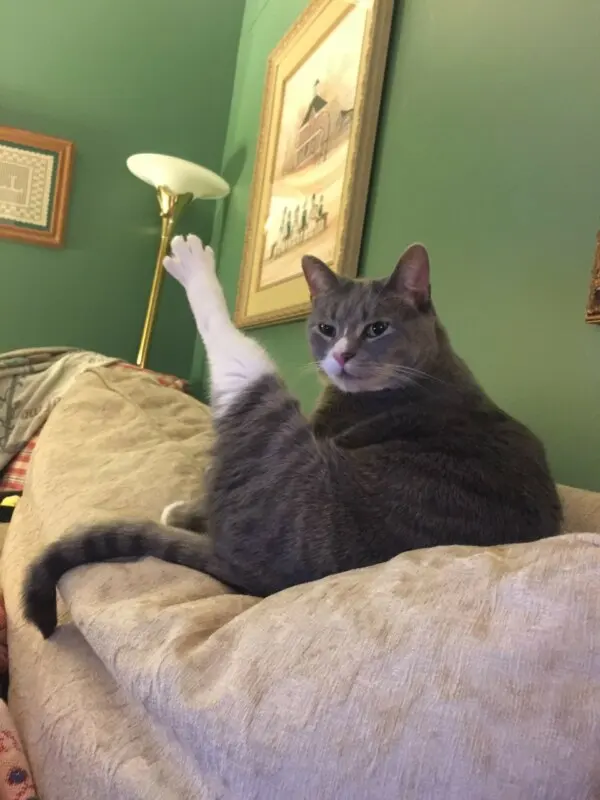 Hoba Cat blank meme template