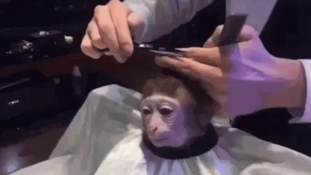 Monkey Haircut blank meme template