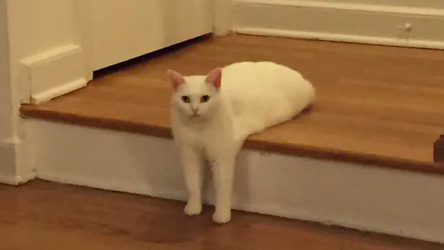 Jock cat blank meme template