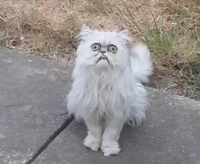 Scary cat blank meme template