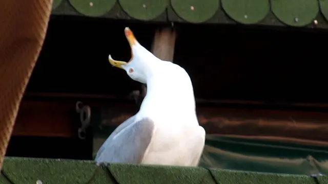 Inhaling Seagull blank meme template