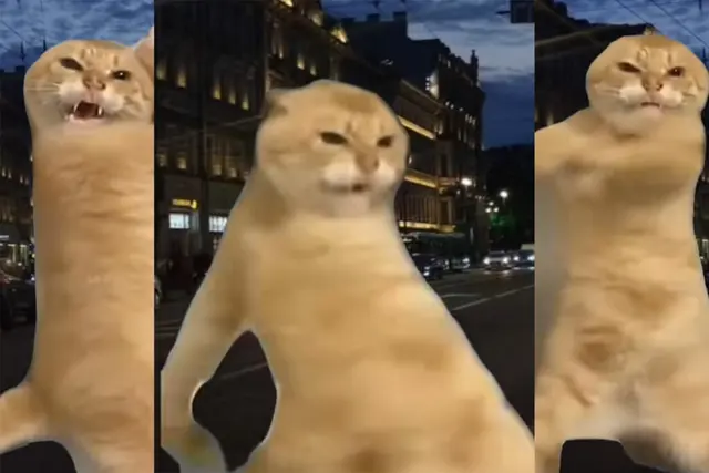 Red cat dancing blank meme template