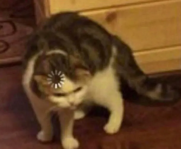 Loading cat blank meme template
