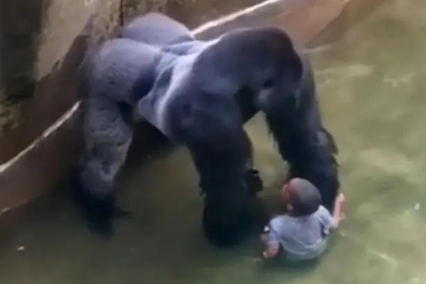 Harambe blank meme template