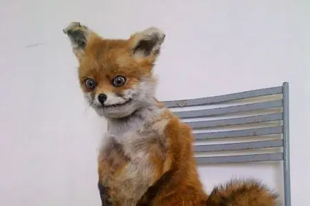 Sad Fox blank meme template