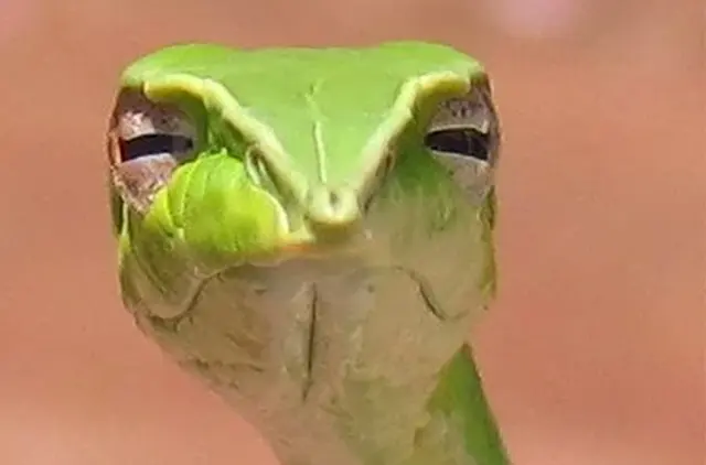Skeptical snake blank meme template