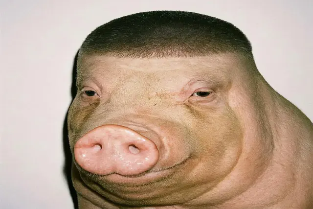 Fade Pig blank meme template