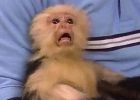 The cry of a confused monkey blank meme template