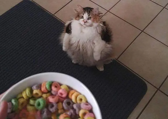 The cat asks for rings (Brother May I Have Some Loops) blank meme template