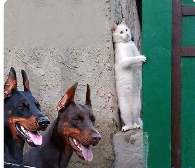 Hidden cat blank meme template